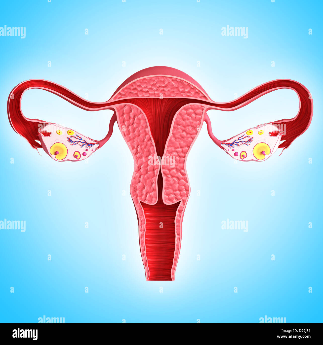 Ovariellen Zyklus mit weißem Hintergrund Stockfoto