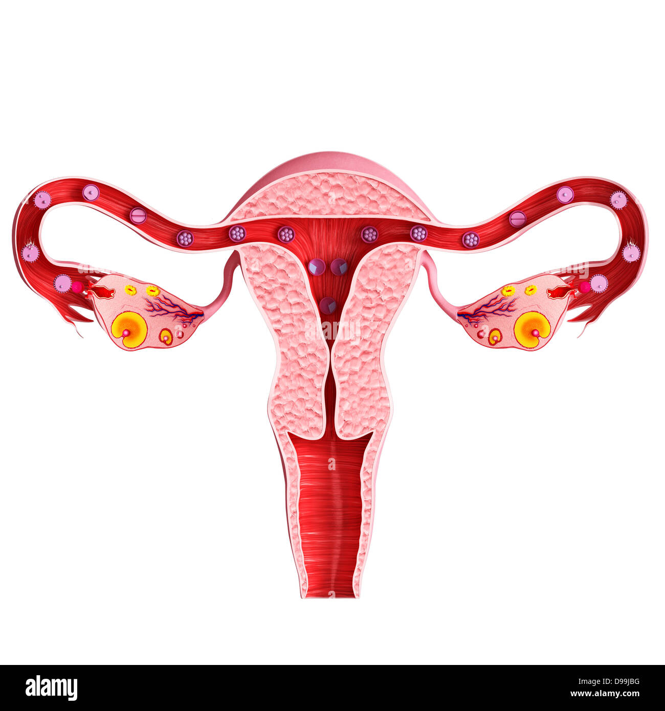 Ovariellen Zyklus mit weißem Hintergrund Stockfoto