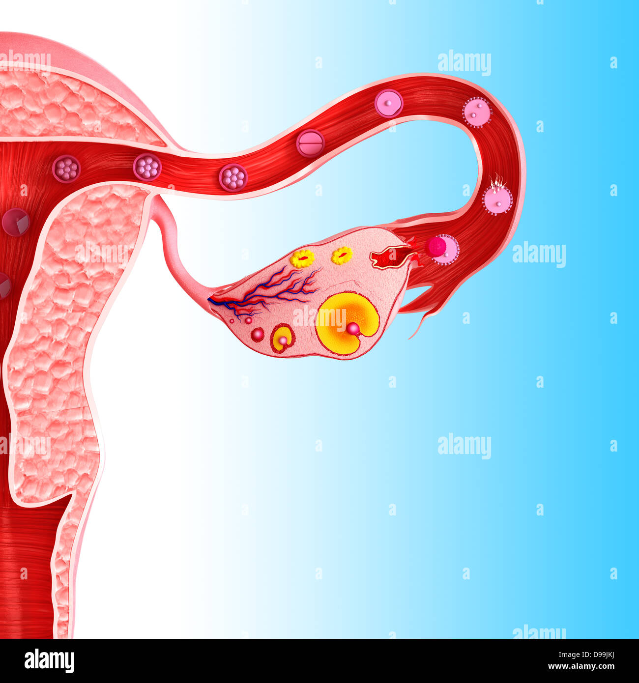 Ovariellen Zyklus mit weißem Hintergrund Stockfoto