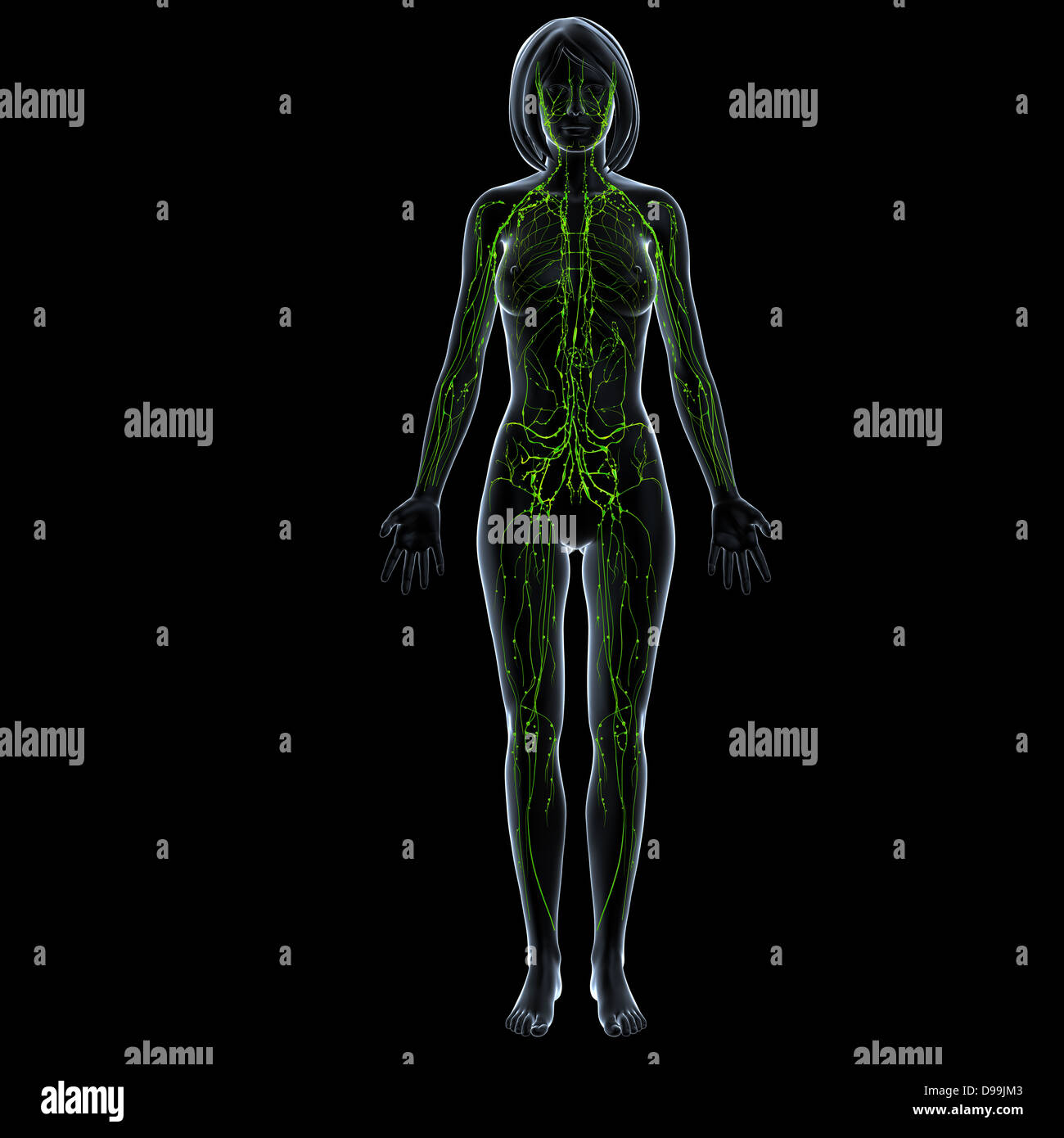 Lymphatische System des weiblichen Körpers Stockfoto