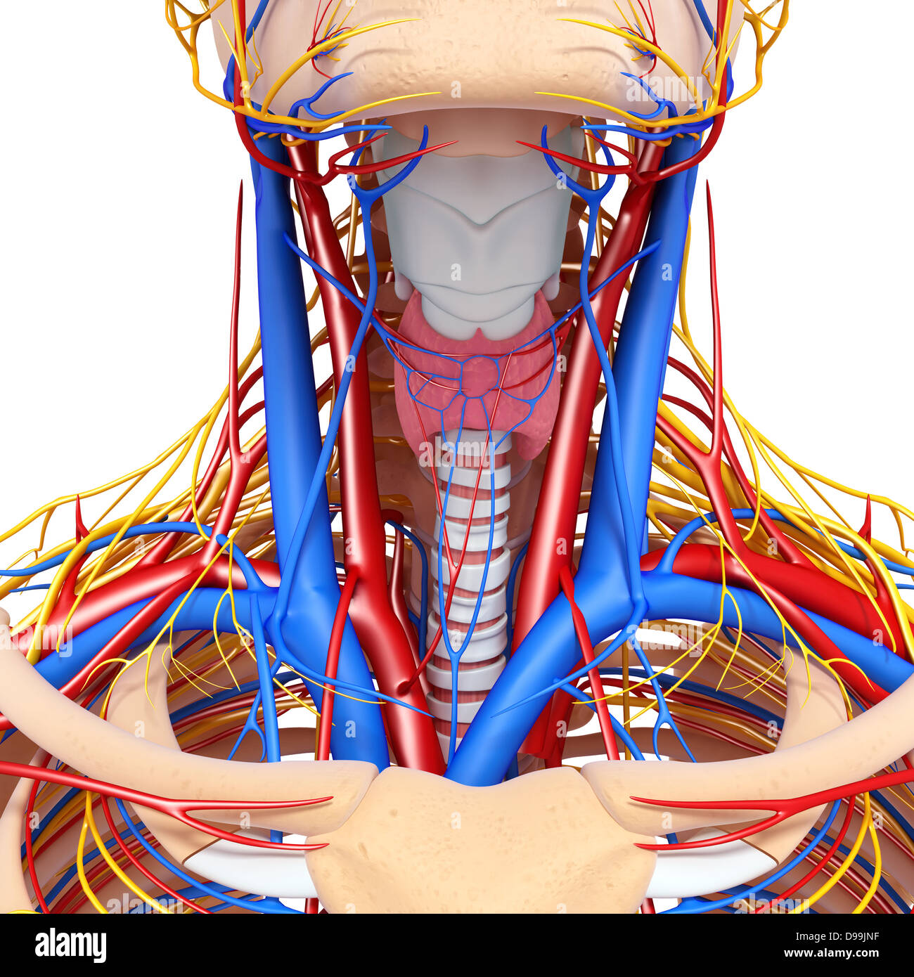 nervös und lymphatischen Kreislauf der menschlichen Kopf Anatomie Stockfoto
