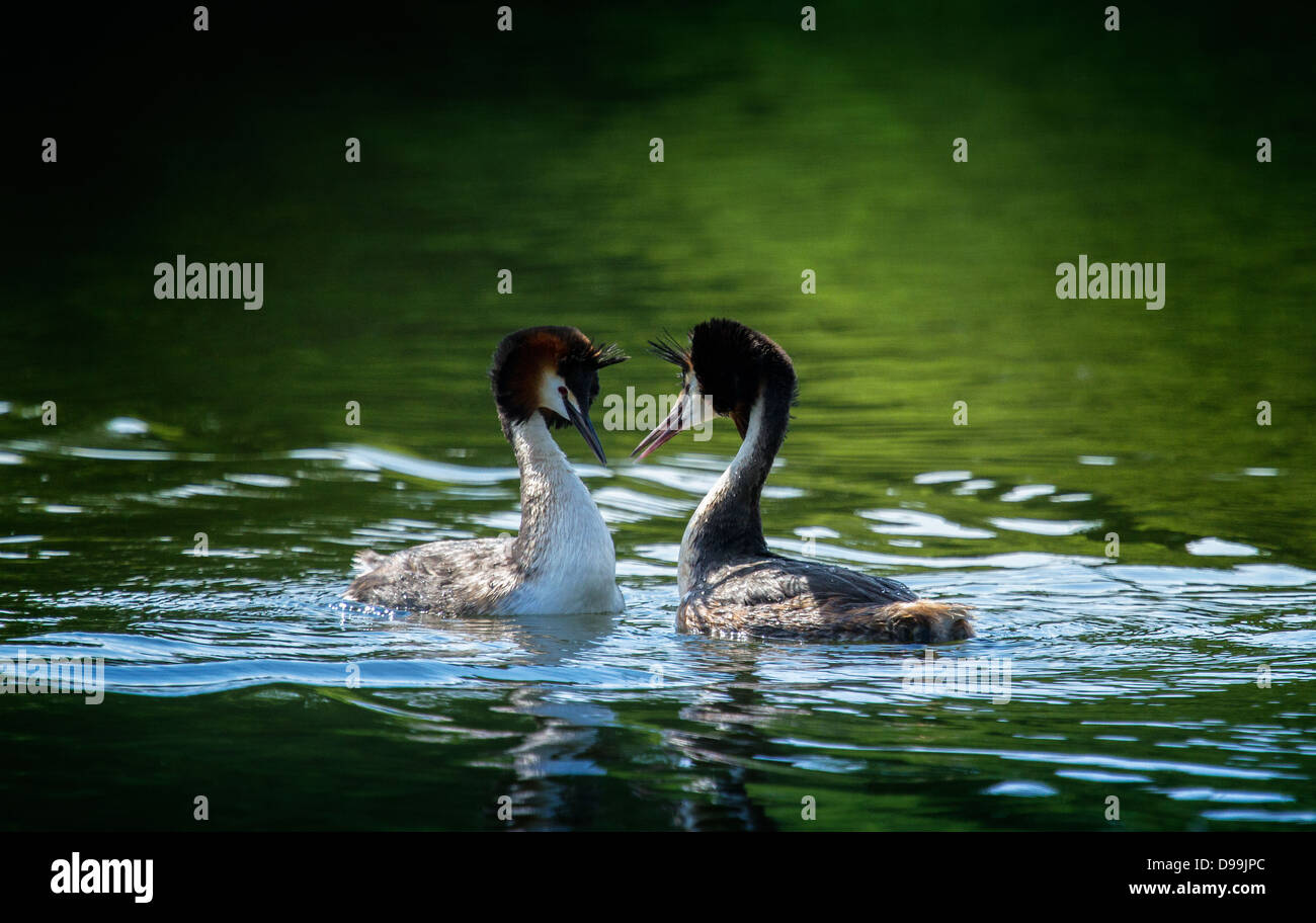 Great Crested Grebe Stockfoto Great Crested Grebe Stockfoto