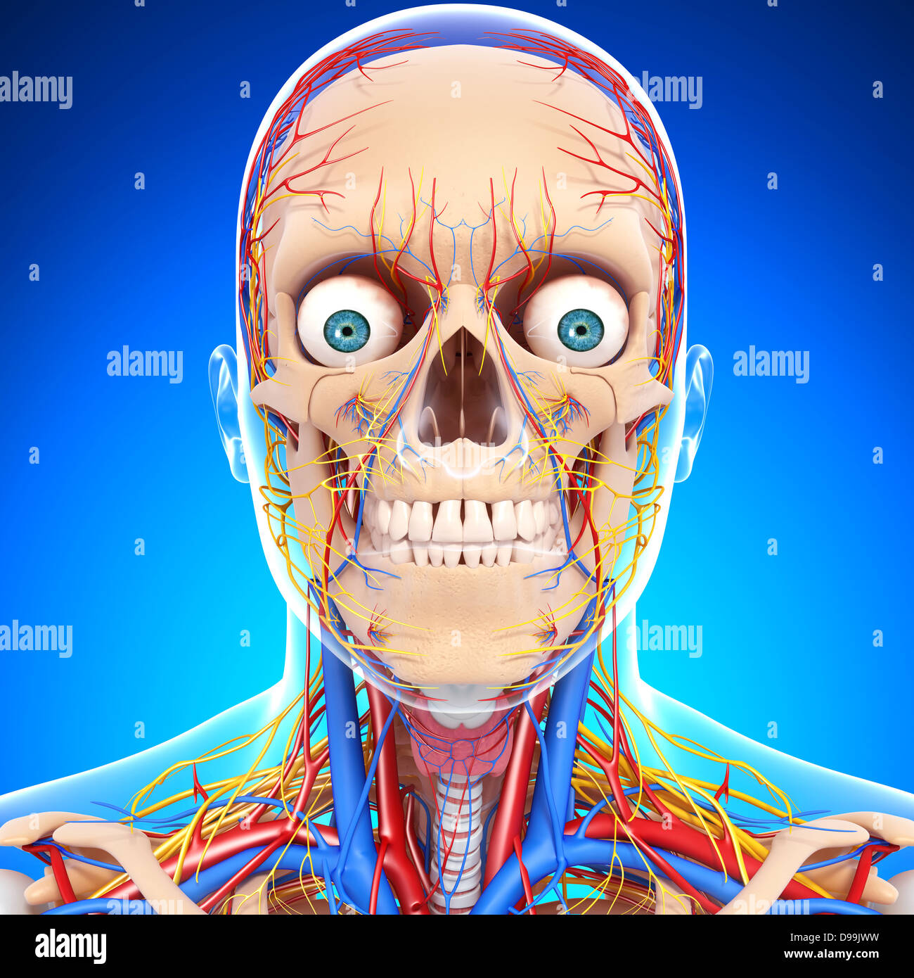 nervös und lymphatischen Kreislauf der menschlichen Kopf Anatomie Stockfoto