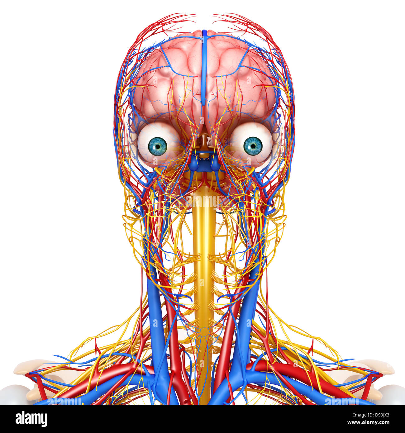 nervös und lymphatischen Kreislauf der menschlichen Kopf Anatomie Stockfoto
