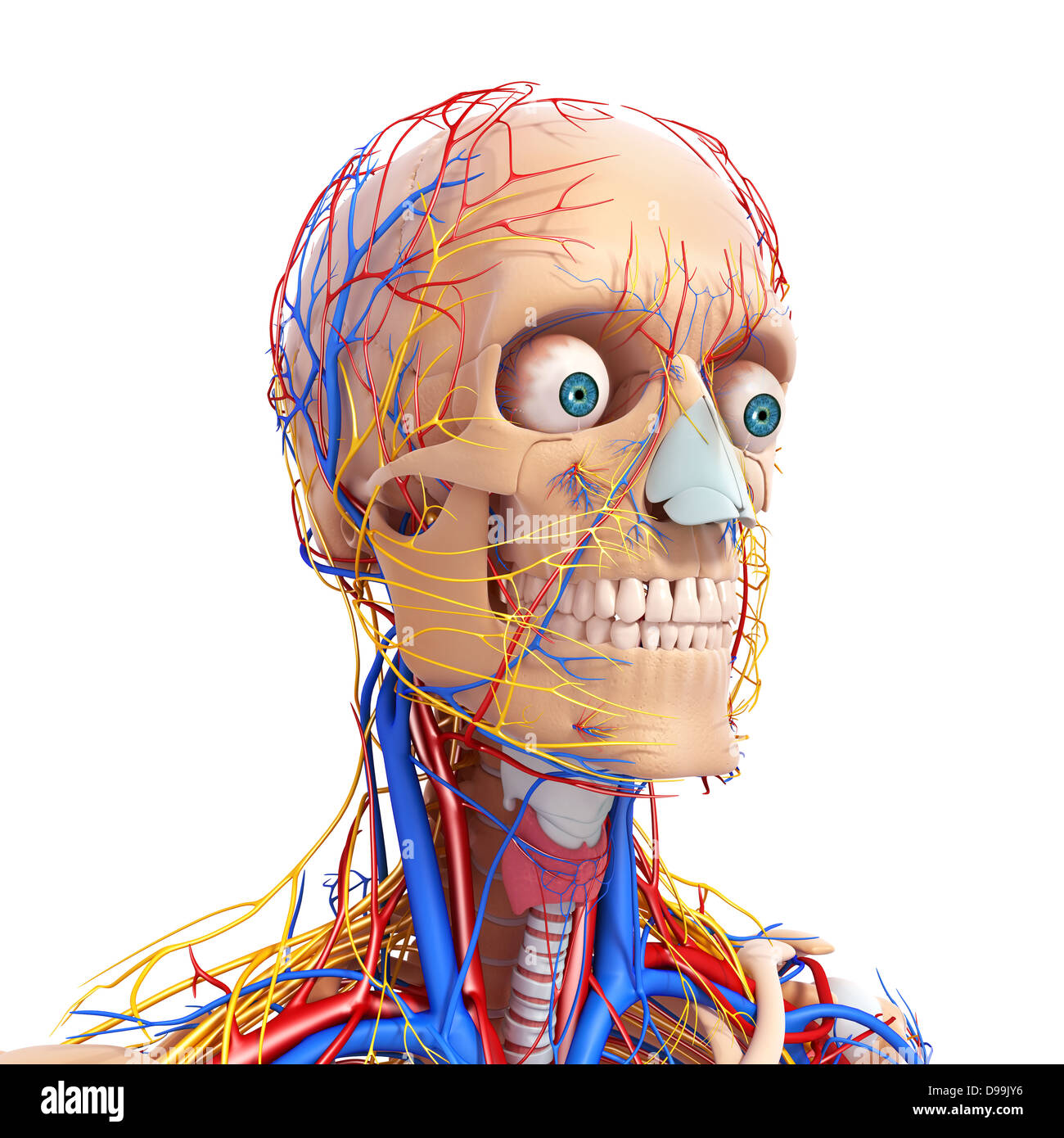 nervös und lymphatischen Kreislauf der menschlichen Kopf Anatomie Stockfoto