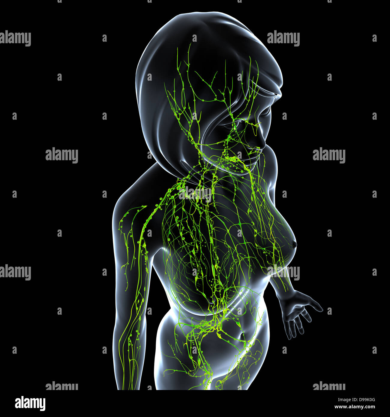 Lymphatische System des weiblichen Körpers Stockfoto