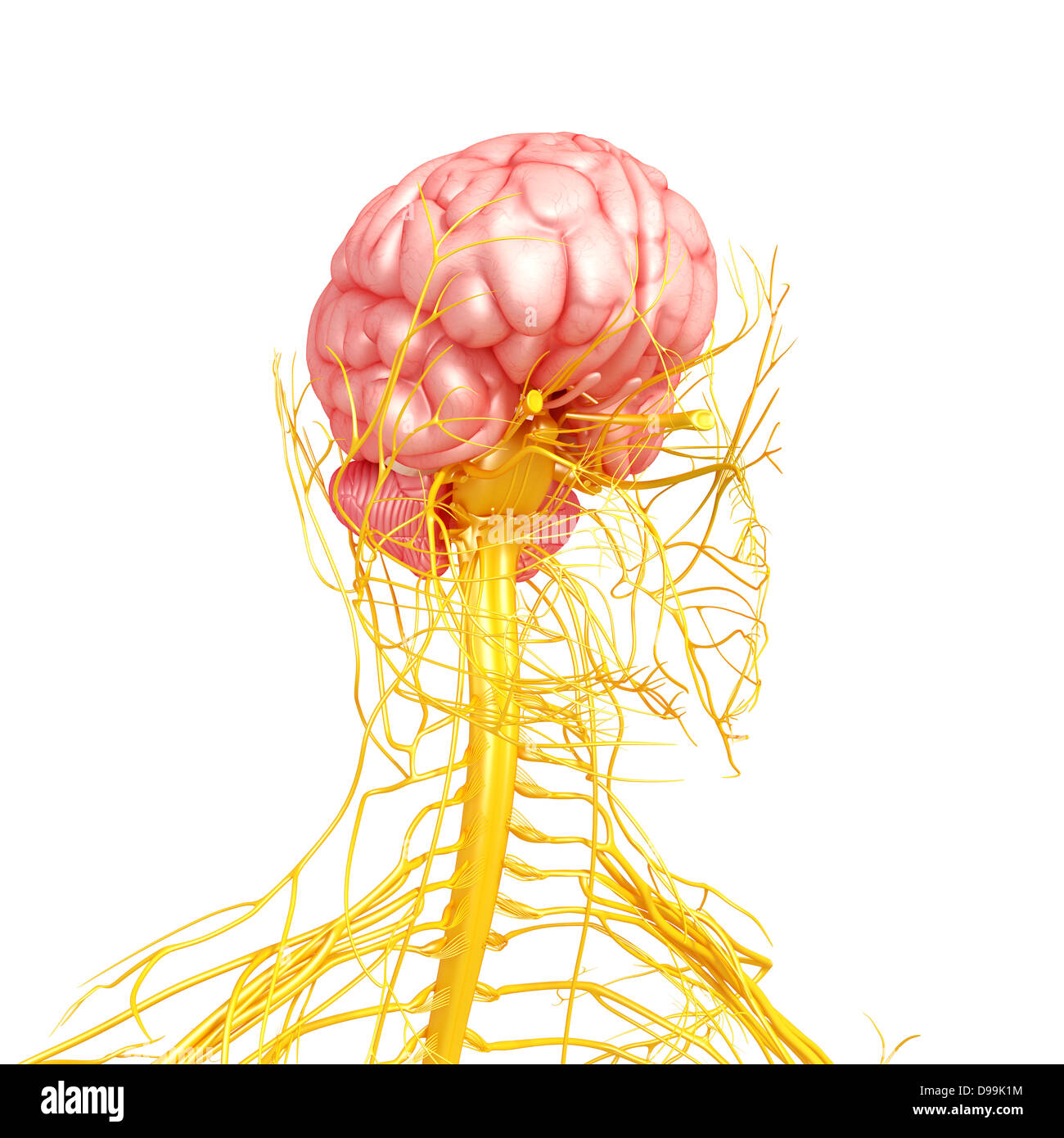 Nervensystem des männlichen Kopf Anatomie Stockfoto