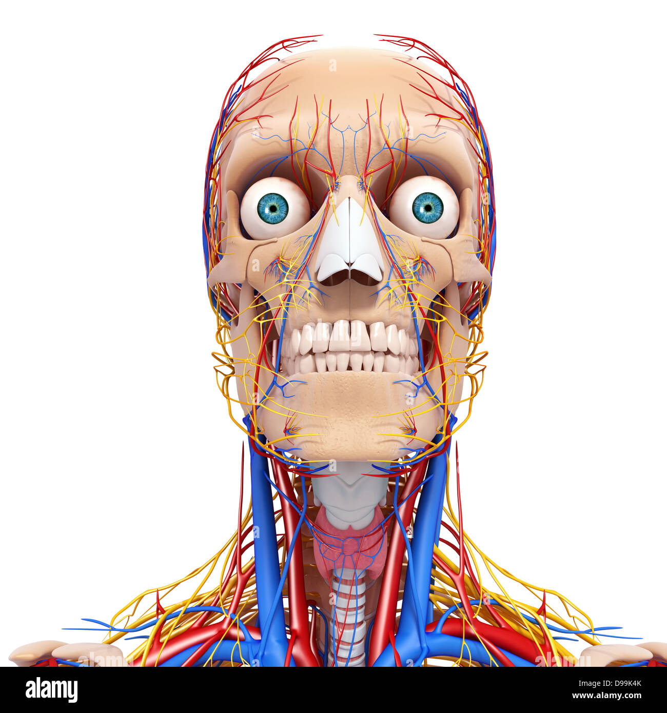 nervös und lymphatischen Kreislauf der menschlichen Kopf Anatomie Stockfoto