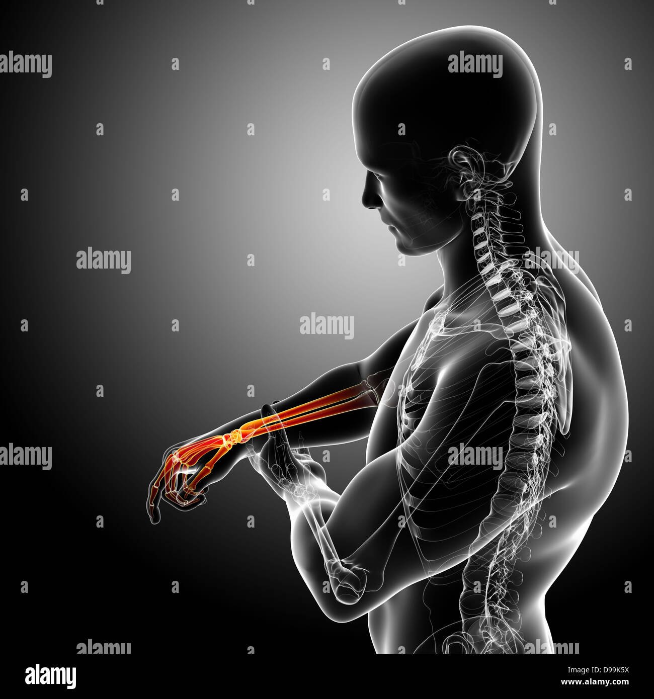 Anatomie des männlichen Hand Röntgen Stockfoto