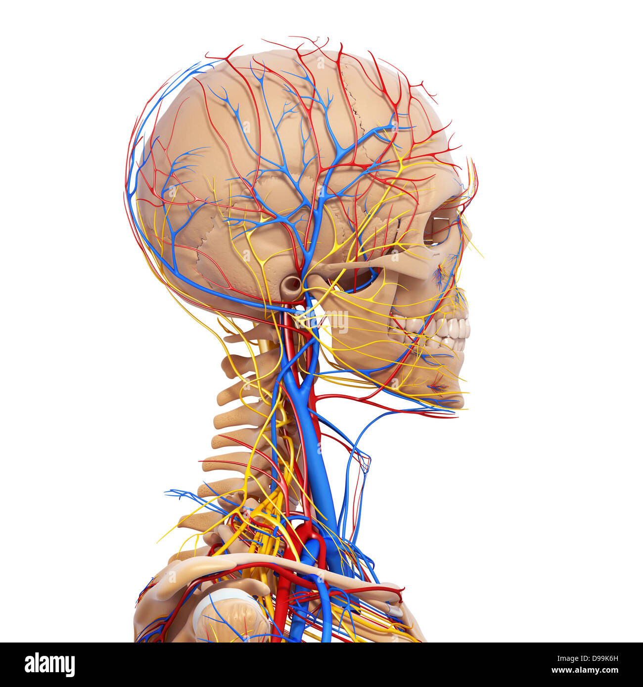 nervös und lymphatischen Kreislauf der menschlichen Kopf Anatomie Stockfoto