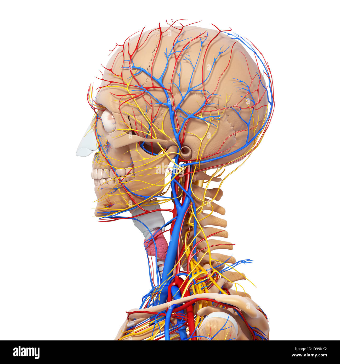 nervös und lymphatischen Kreislauf der menschlichen Kopf Anatomie Stockfoto