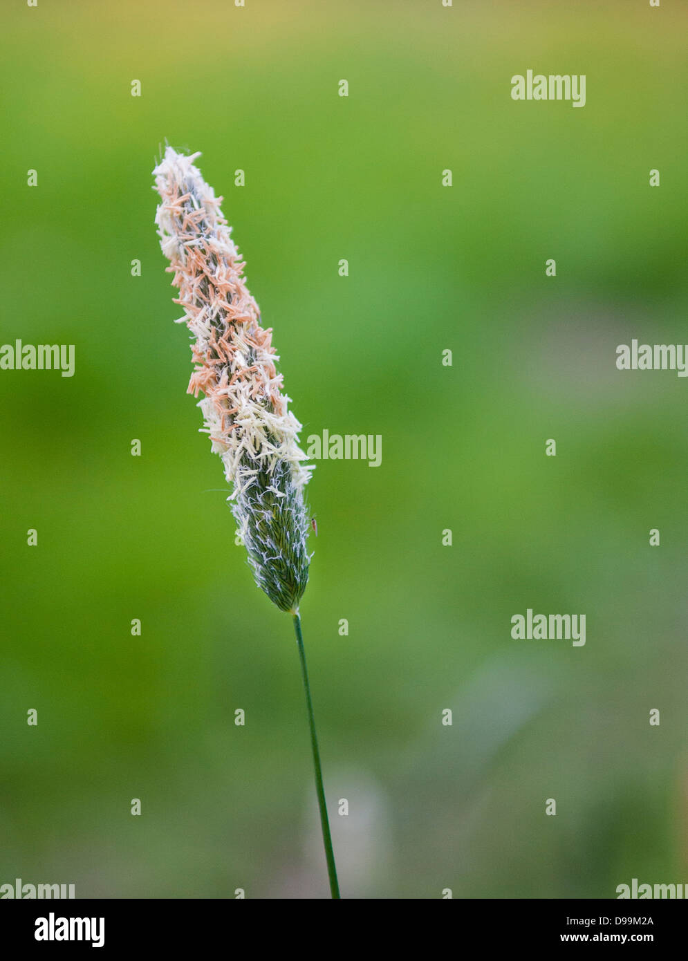 Hälfte ausgesät Graskopf, mit kleinen Insekten vor verschwommenen Hintergrund. Stockfoto