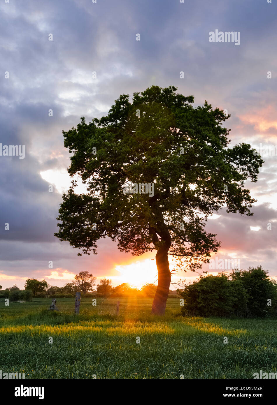 Einzigen Baum im Land Felder mit Sonnenuntergang am Horizont im Hintergrund Stockfoto