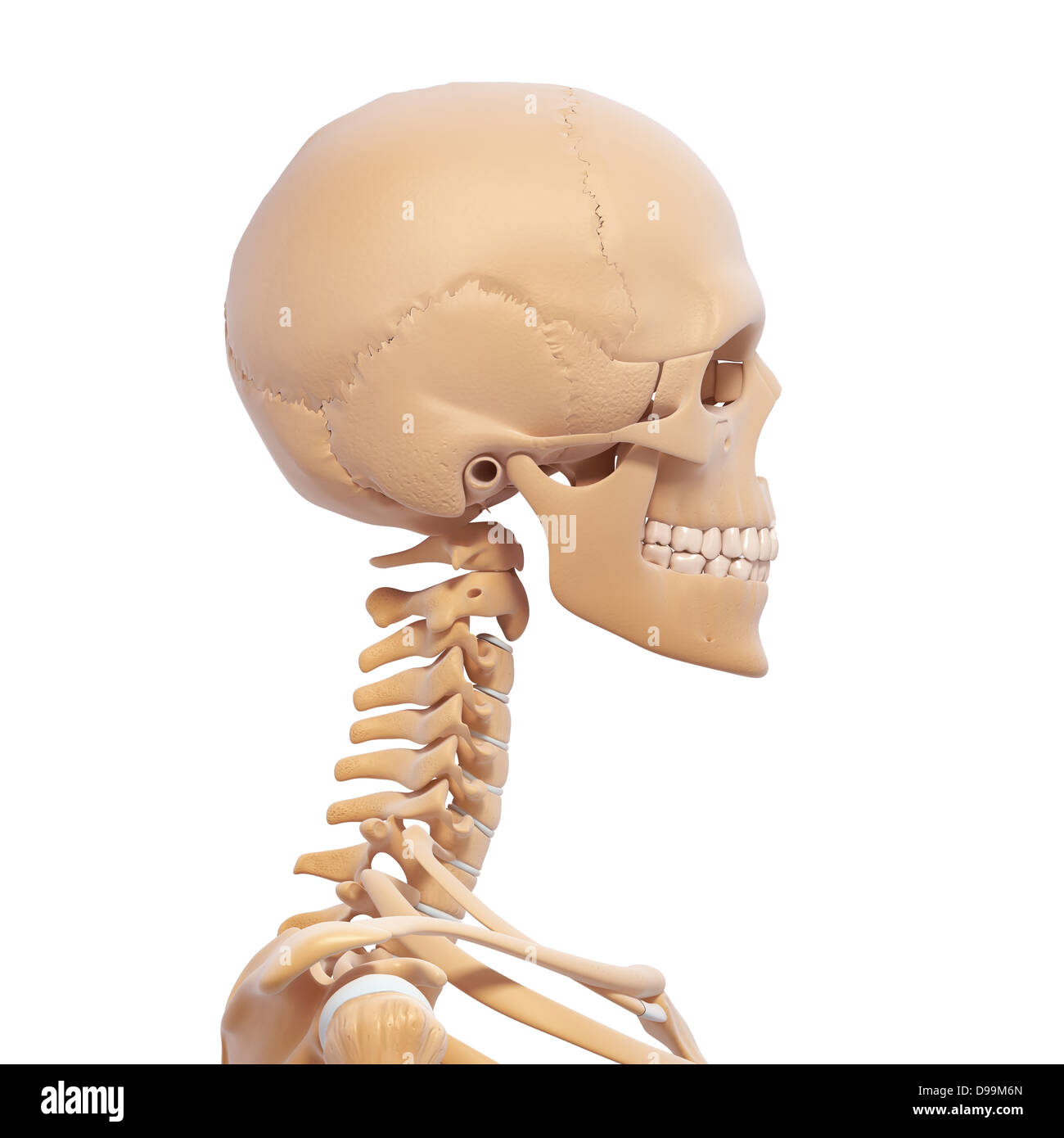 Anatomie des Menschen Kopf mit Nervensystem Stockfoto