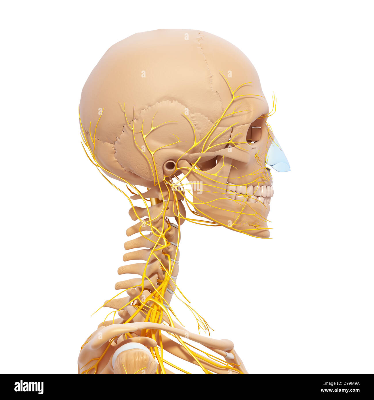 Anatomie des Menschen Kopf mit Nervensystem Stockfoto