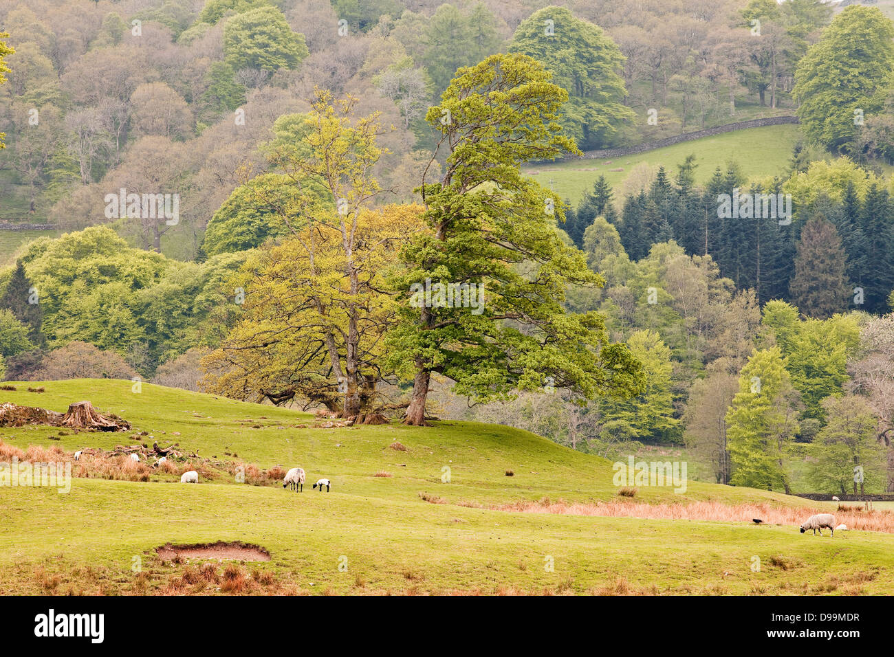 Schafbeweidung im Lake District in der Nähe von Ambleside. Stockfoto
