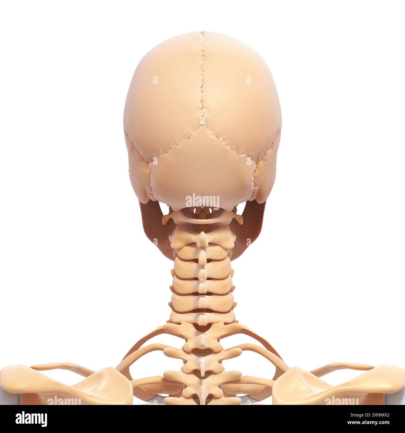 Anatomie des Menschen Kopf mit Nervensystem Stockfoto
