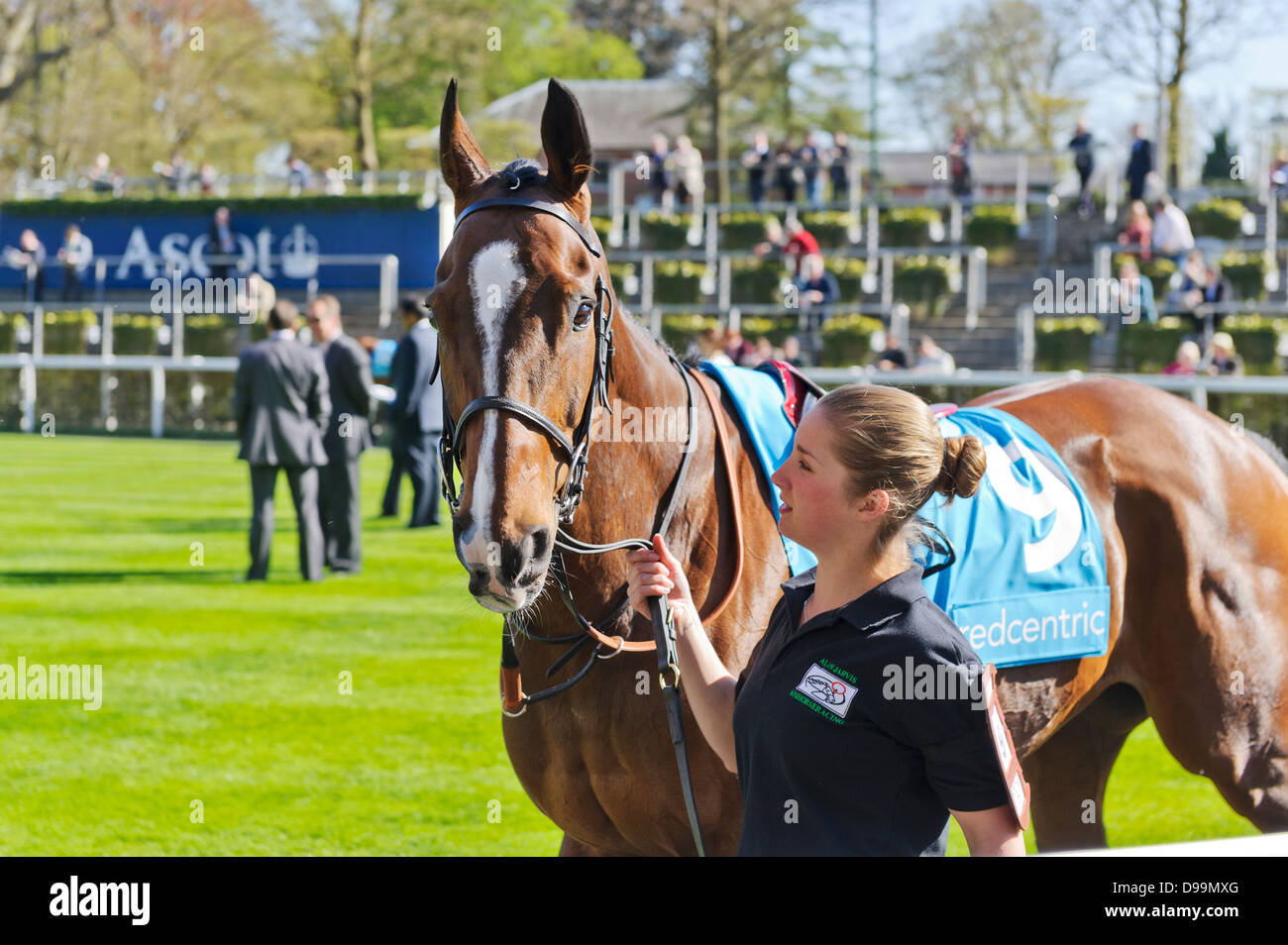 Rennpferd im preisgekrönten Gehäuse, Ascot Racecourse, England, Vereinigtes Königreich. Stockfoto