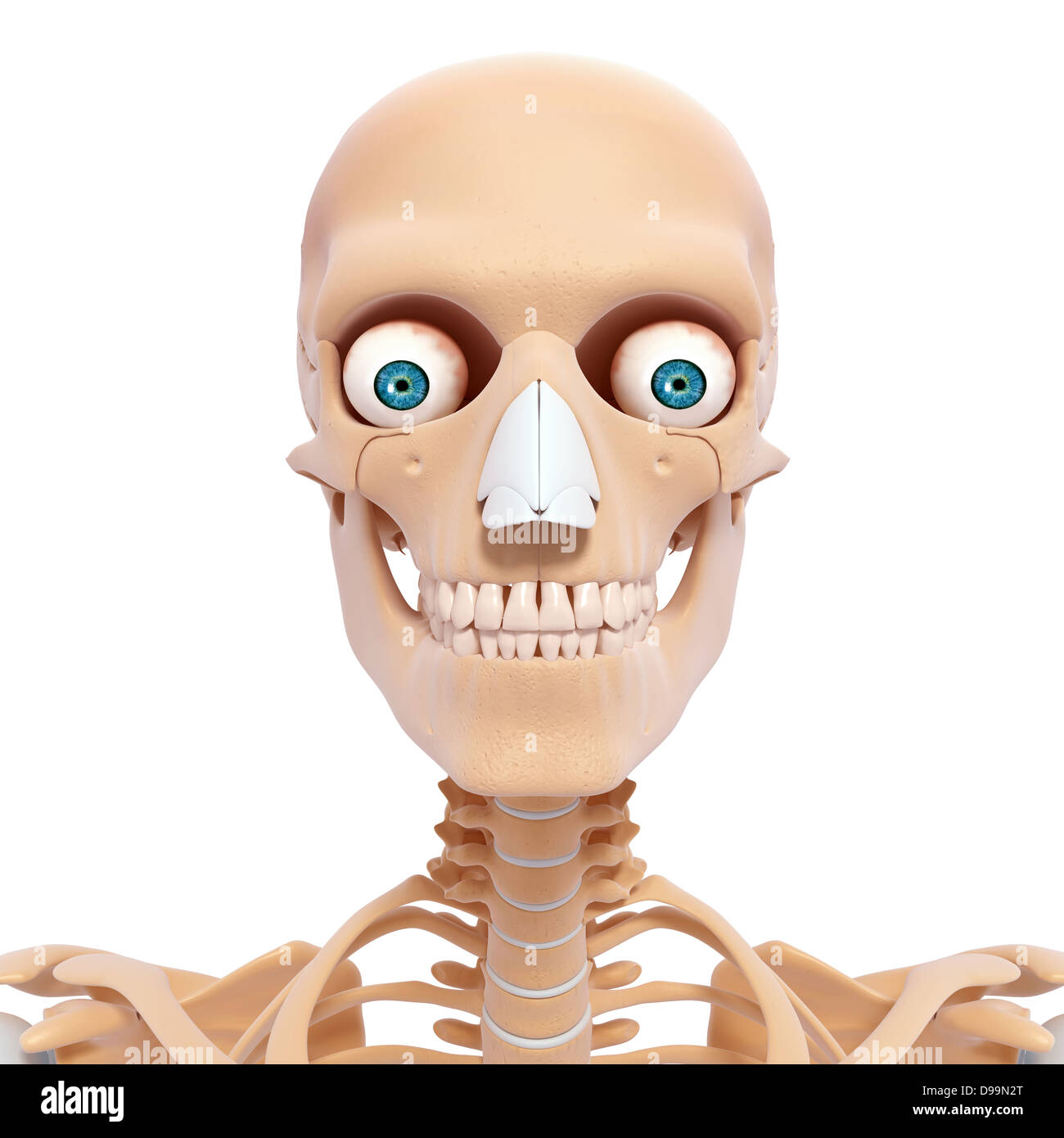 Anatomie des Menschen Kopf mit Nervensystem Stockfoto