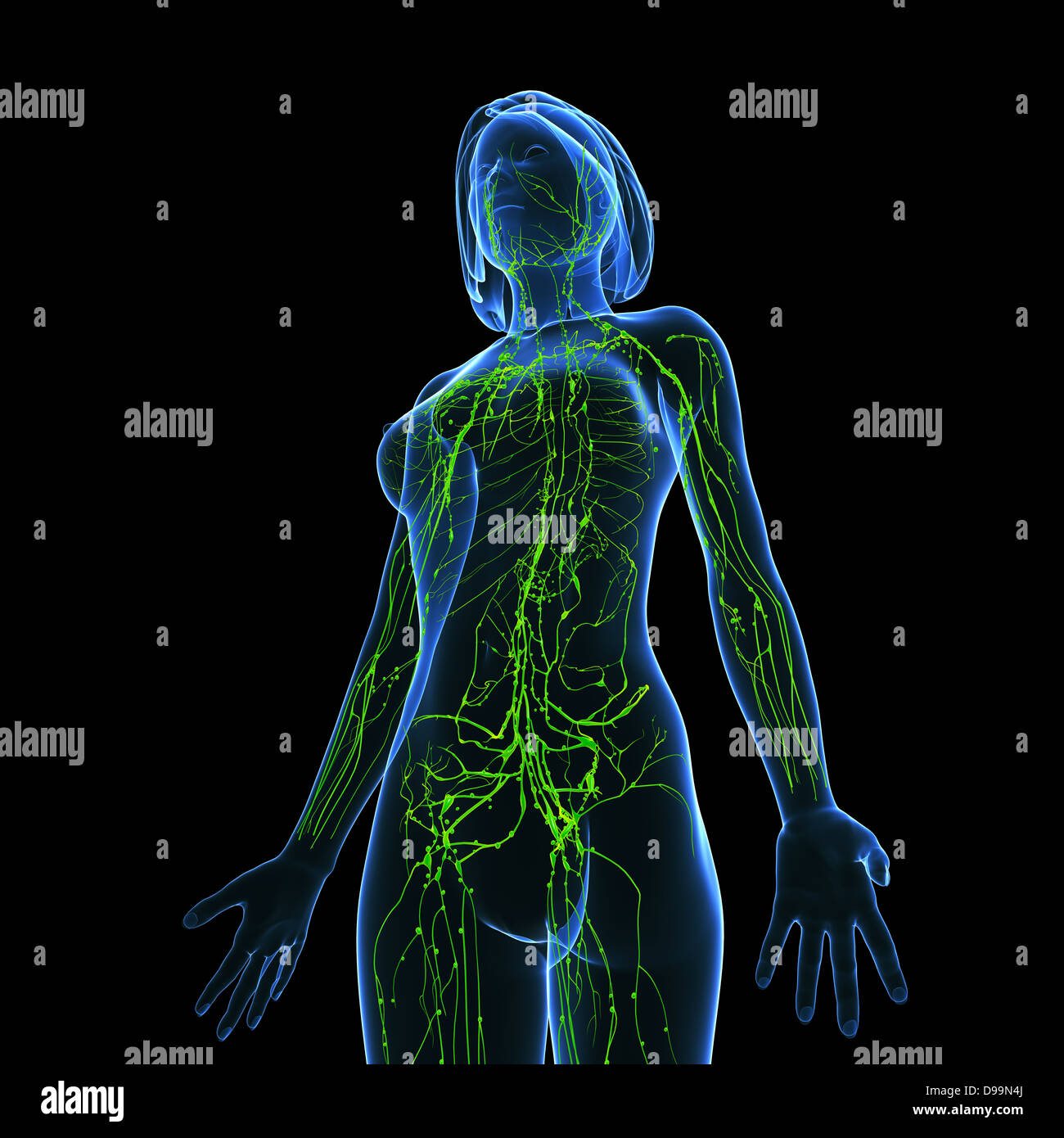 Lymphsystem des weiblichen Körpers-Anatomie Stockfoto