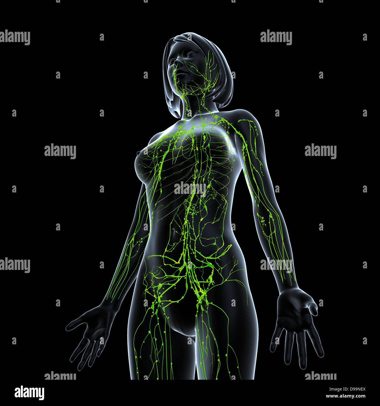 Lymphsystem des weiblichen Körpers-Anatomie Stockfoto