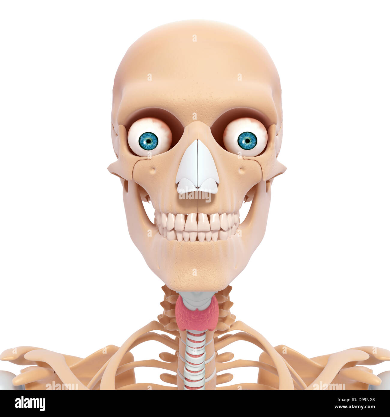 Anatomie des Menschen Kopf mit Nervensystem Stockfoto