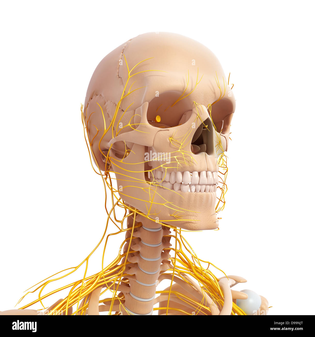 Anatomie des Menschen Kopf mit Nervensystem Stockfoto