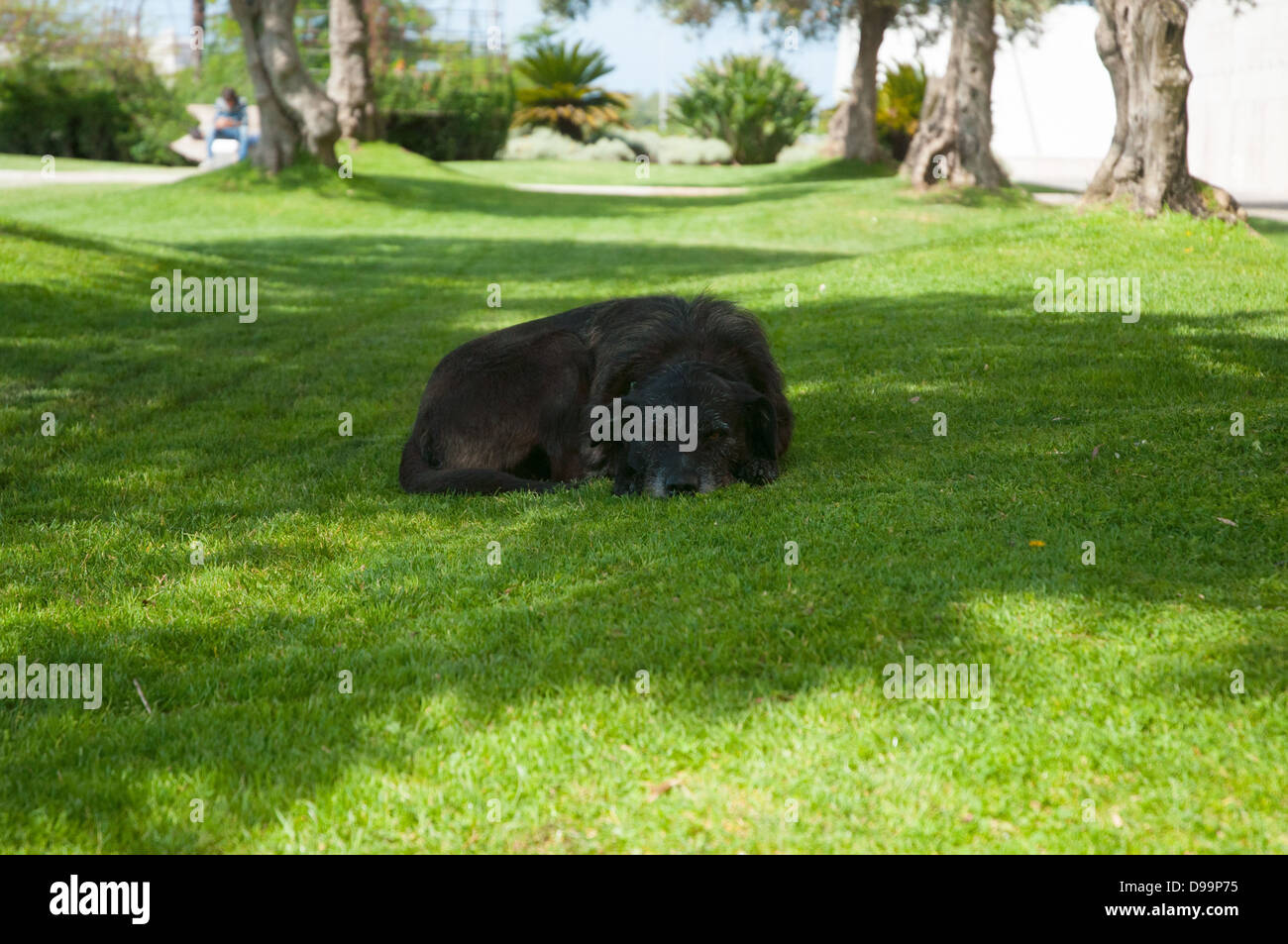 Schwarzer Hund schlafend auf dem Rasen Stockfoto