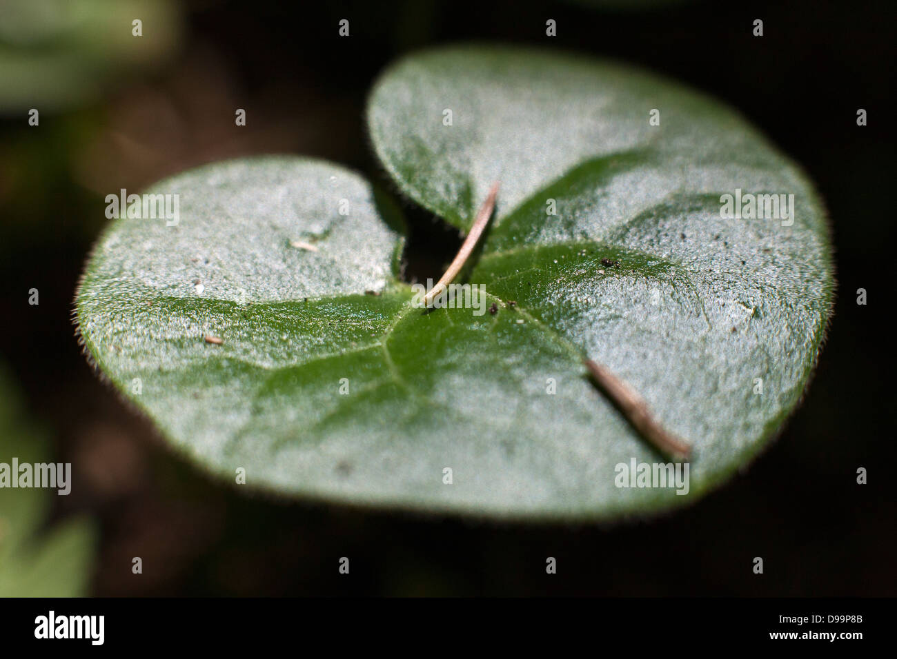 Grüne Blätter von Asarum Europaeum, allgemein bekannt als Europäische wilder Ingwer, Asarabacca, Hazelwort und wilde Narde Stockfoto