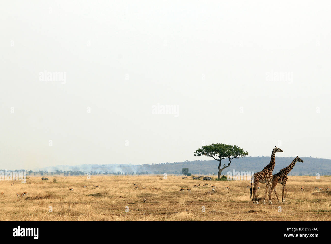 Paar der Giraffe (Giraffa Tippelskirchi) in Savanne, Serengeti, Tansania Stockfoto