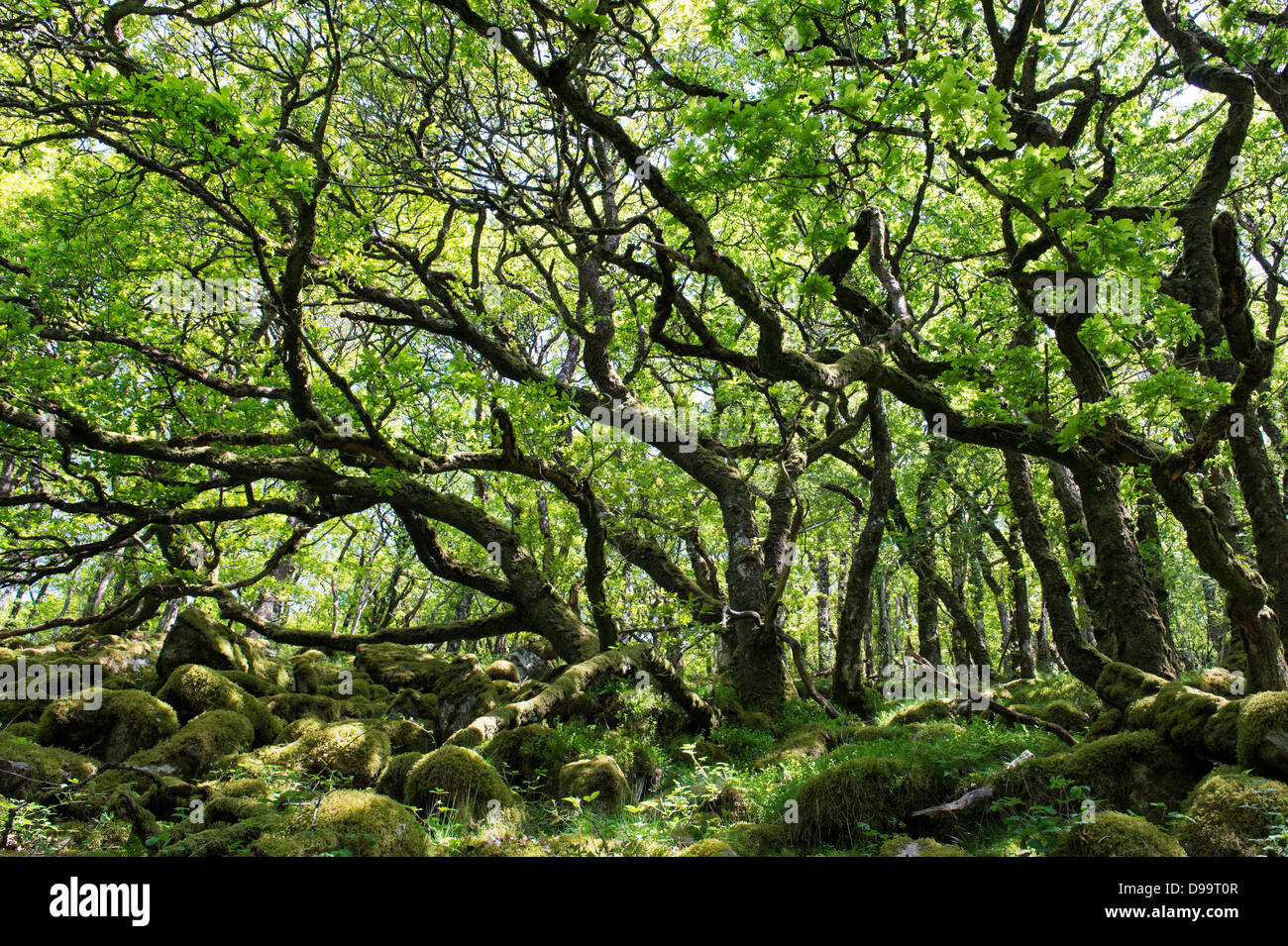 Alte Eichen. Venford Bach. Dartmoor, Devon, England Stockfoto