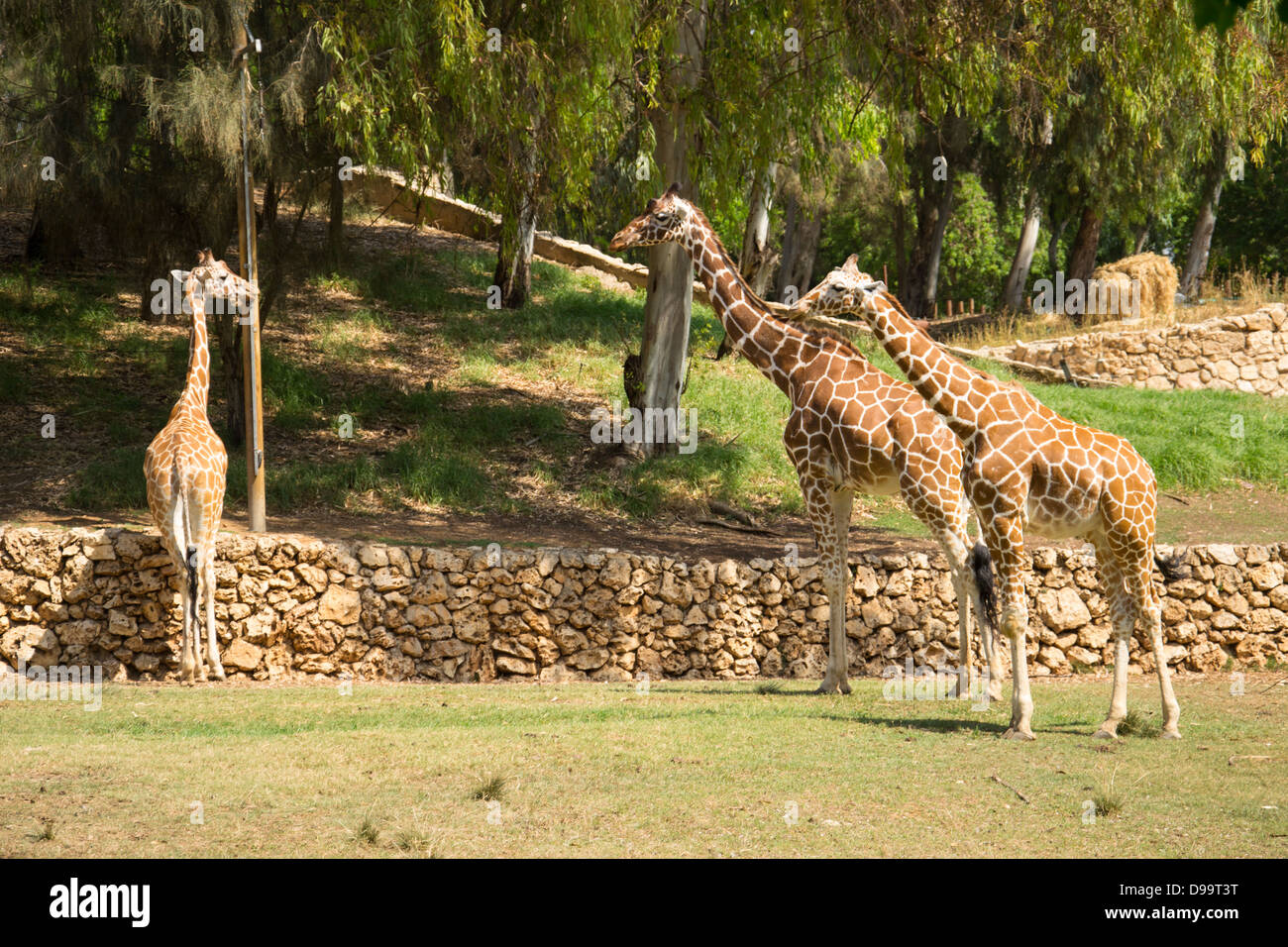 Eine Giraffe Familie Out für einen morgendlichen Spaziergang Stockfoto