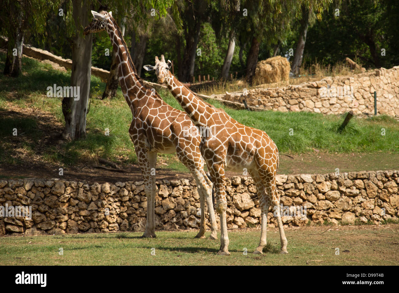 Ein paar Giraffen in einem park Stockfoto