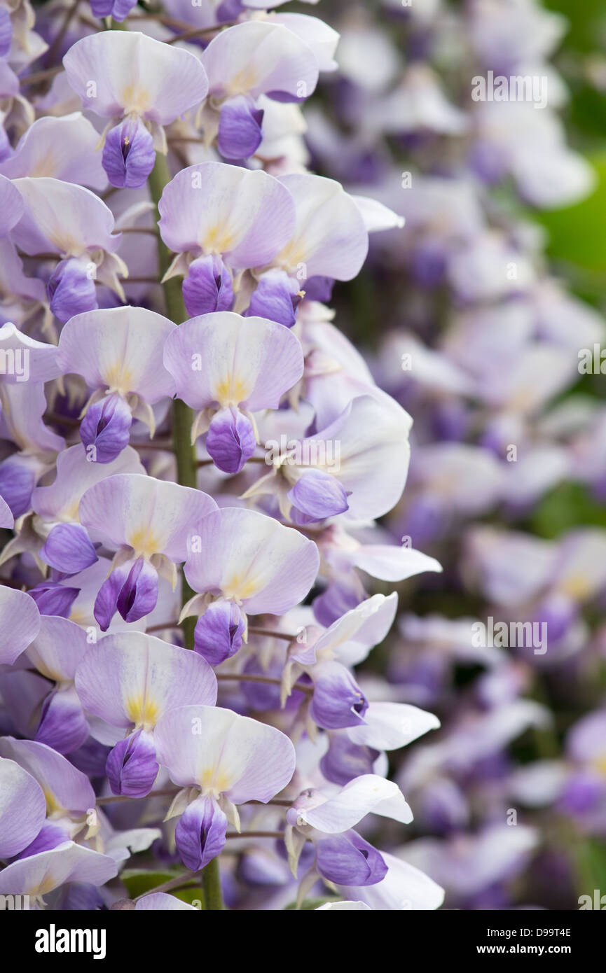 Blühende Wisteria floribunda Stockfoto