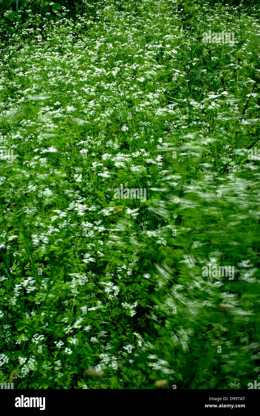 Hohen Rasen mit weißen Blüten, die an sonnigen Sommertag bei starkem Wind bewegt. Stockfoto