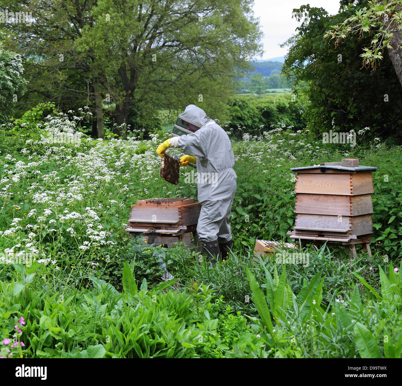 Mann trägt Schutzkleidung sammeln Honig aus einem Bienenstock Stockfoto