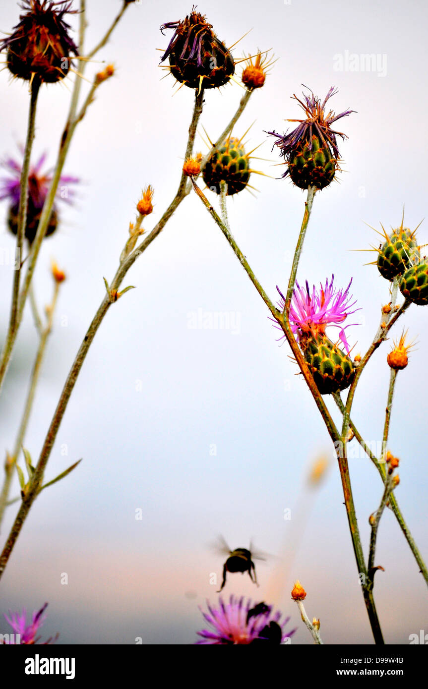 Eine Biene fliegt durch einige Disteln Stockfoto