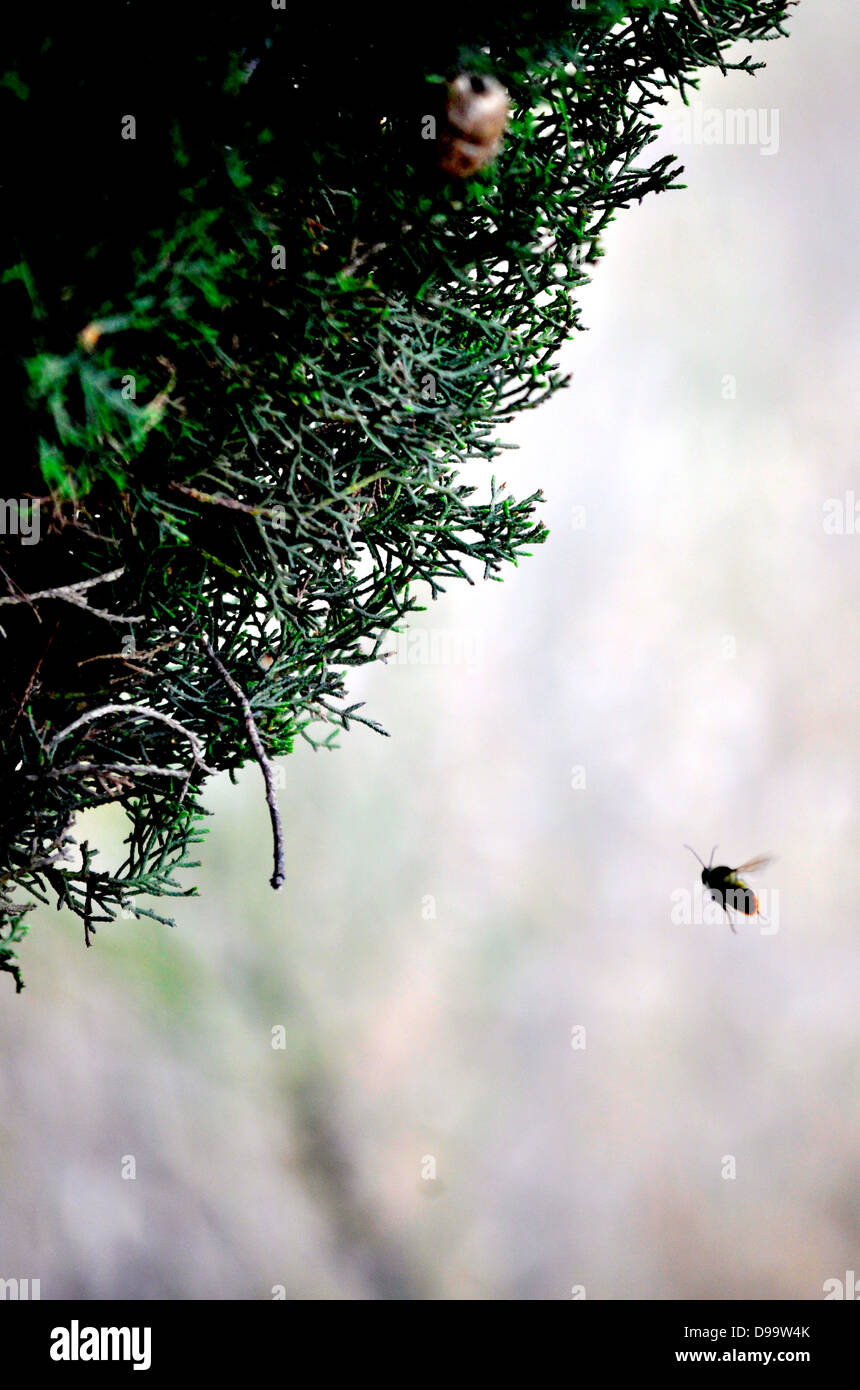 Eine Biene fliegt in Richtung einer Tanne Stockfoto