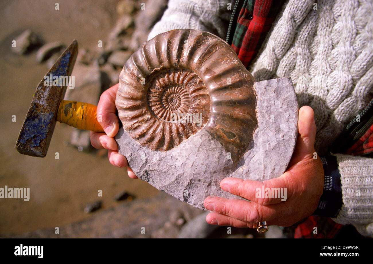 Fossil gefunden an der Jura-Küste in der Nähe von Lyme Regis in Dorset. Stockfoto