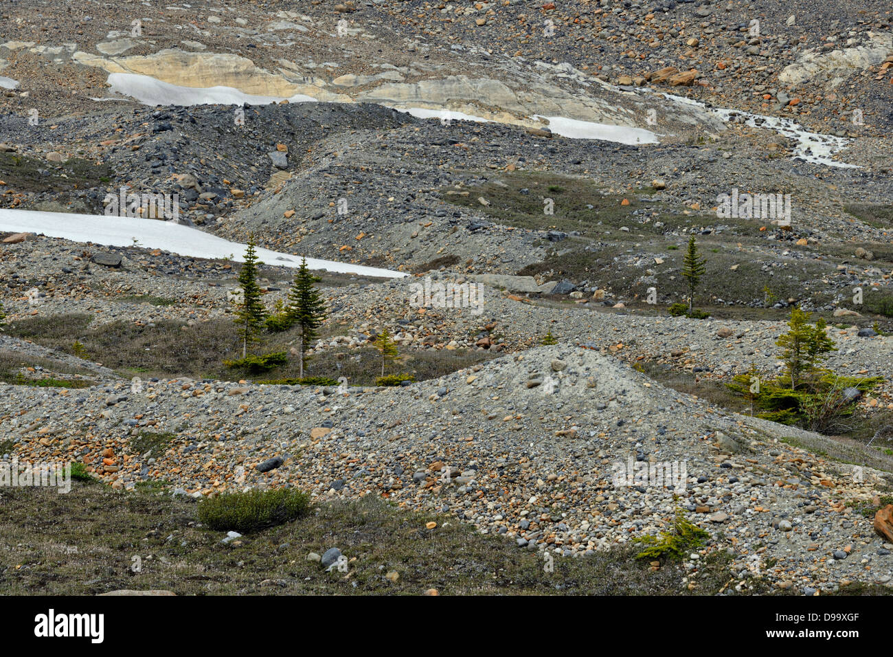 Eiszeitliche Moräne Kiesbetten verkümmert, Bäume und Findlinge in der Nähe von Columbia Icefields Jasper Nationalpark Alberta Kanada Stockfoto