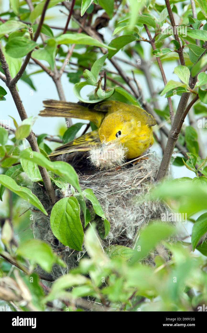 Yellow Warbler Building Nest - vertikaler Vogel singvögel Ornithologie Wissenschaft Natur Tierwelt Umwelt Stockfoto
