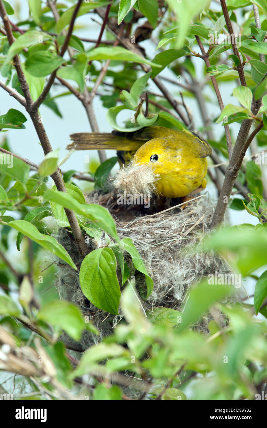Yellow Warbler Building Nest - vertikaler Vogel singvögel Ornithologie Wissenschaft Natur Tierwelt Umwelt Stockfoto