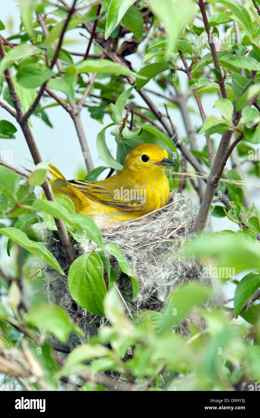 Yellow Warbler Brutschnest - vertikaler Vogel singvögel Ornithologie Wissenschaft Natur Tierwelt Umwelt Stockfoto