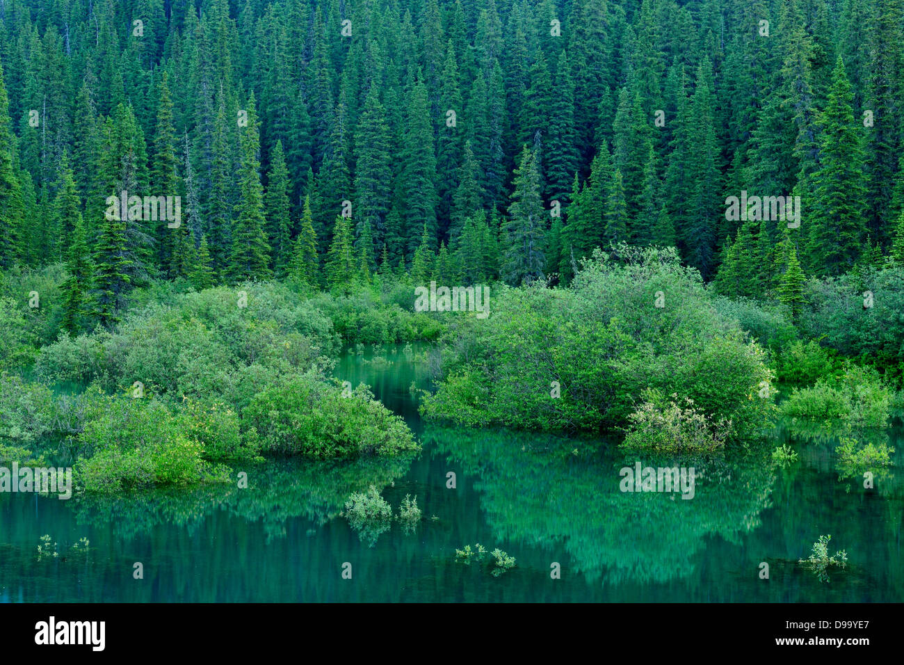 Reflexionen in einem überschwemmten Teich in der Nähe von Medicine Lake Jasper Nationalpark Alberta Kanada Stockfoto