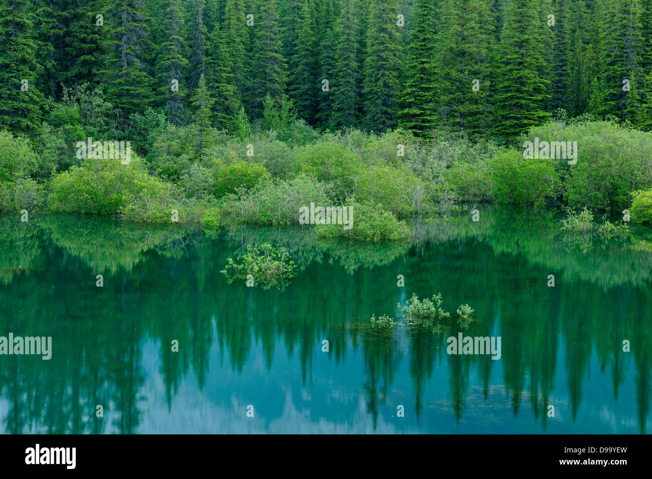 Reflexionen in einem überschwemmten Teich in der Nähe von Medicine Lake Jasper Nationalpark Alberta Kanada Stockfoto