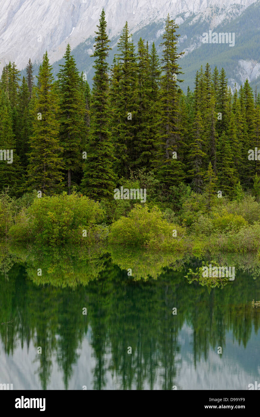 Reflexionen in einem überschwemmten Teich in der Nähe von Medicine Lake Jasper Nationalpark Alberta Kanada Stockfoto