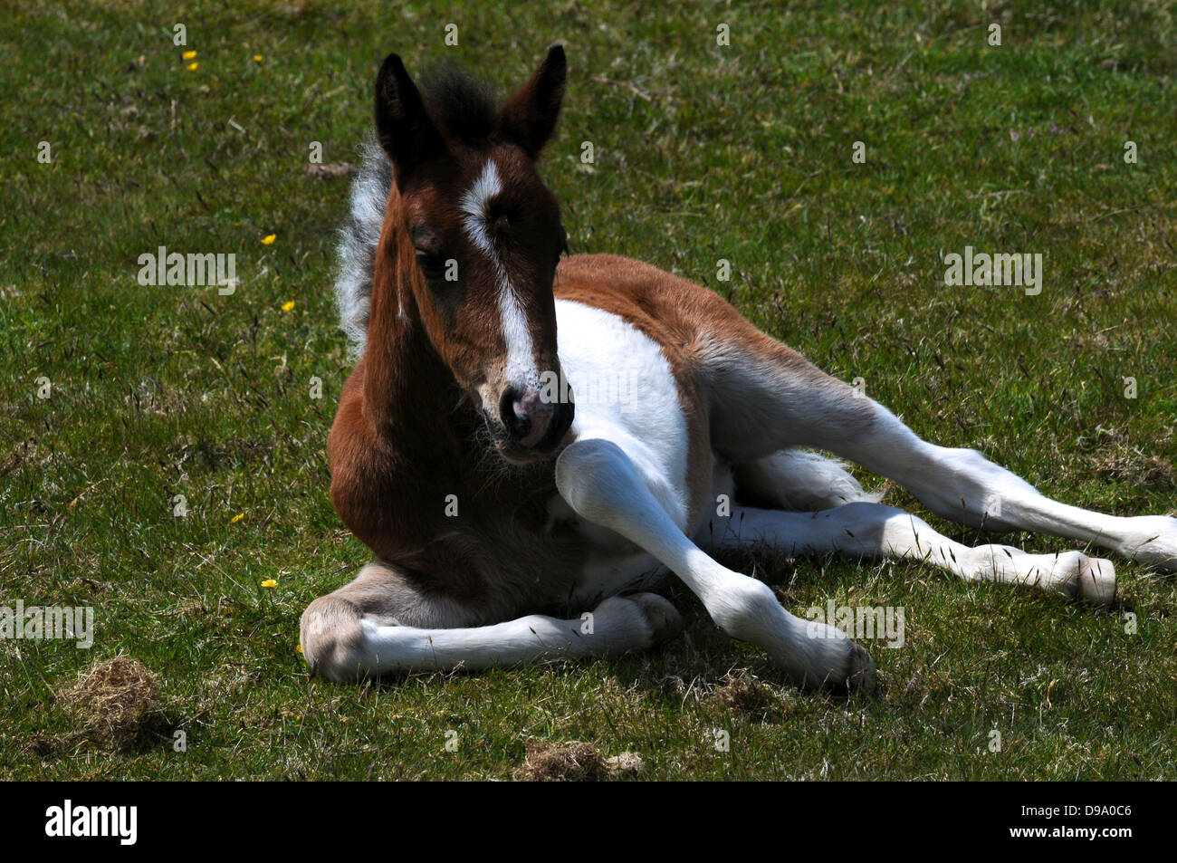 Ponys auf Dartmoor in Devon UK die Sonne zu genießen Stockfoto