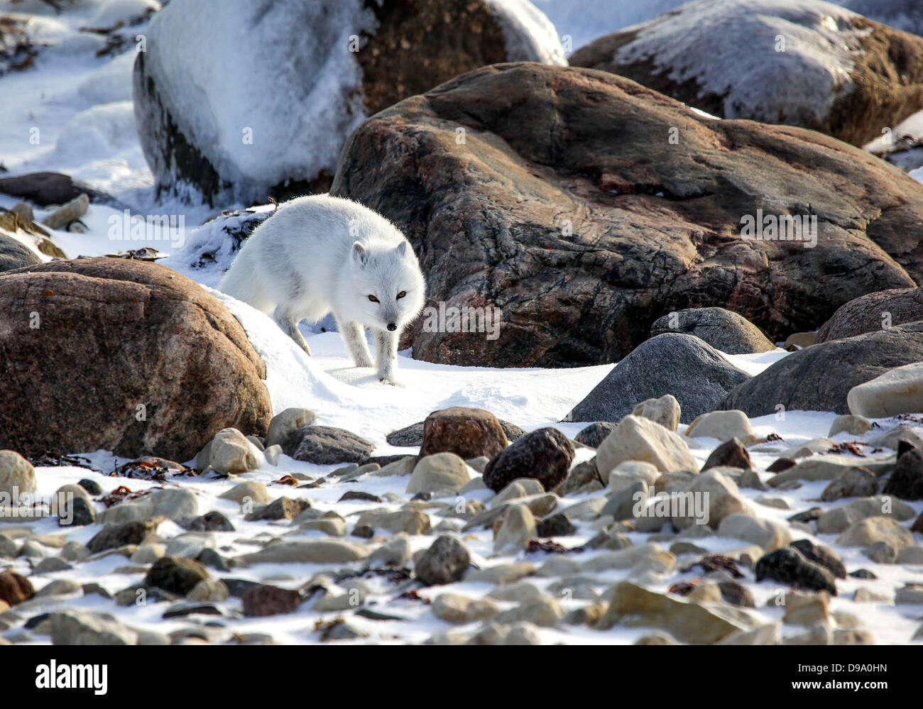 Polarfuchs auf der Pirsch in Manitoba Stockfoto