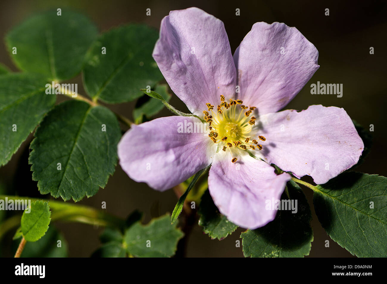 Alberta, WIld, Rose, Blume, rosa, grün, Garten, Wild, Schönheit Stockfoto