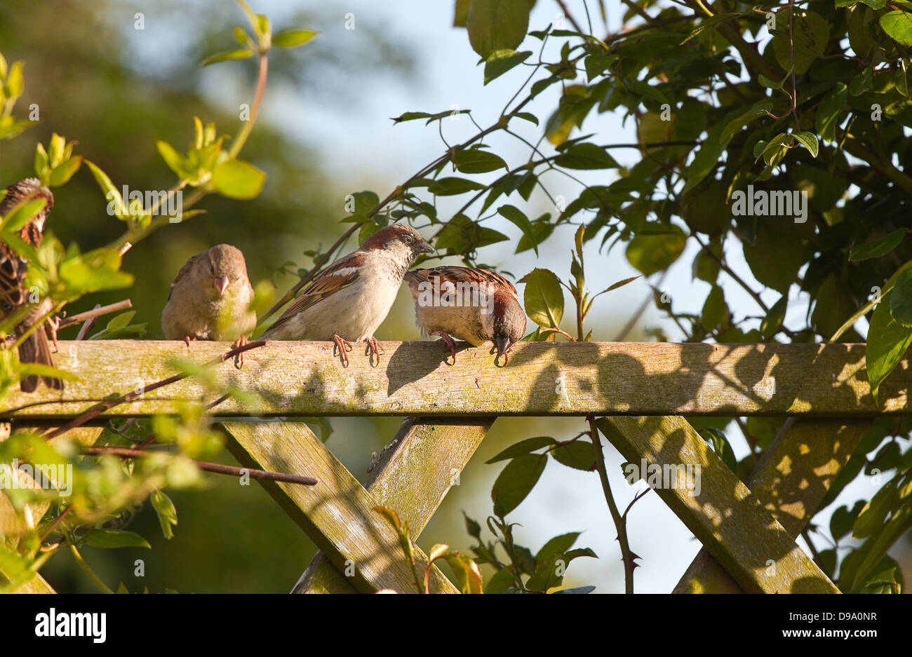 Gruppe von Haus-Spatzen sitzen auf Gartenzaun mit Kletterpflanzen in Abendsonne Stockfoto